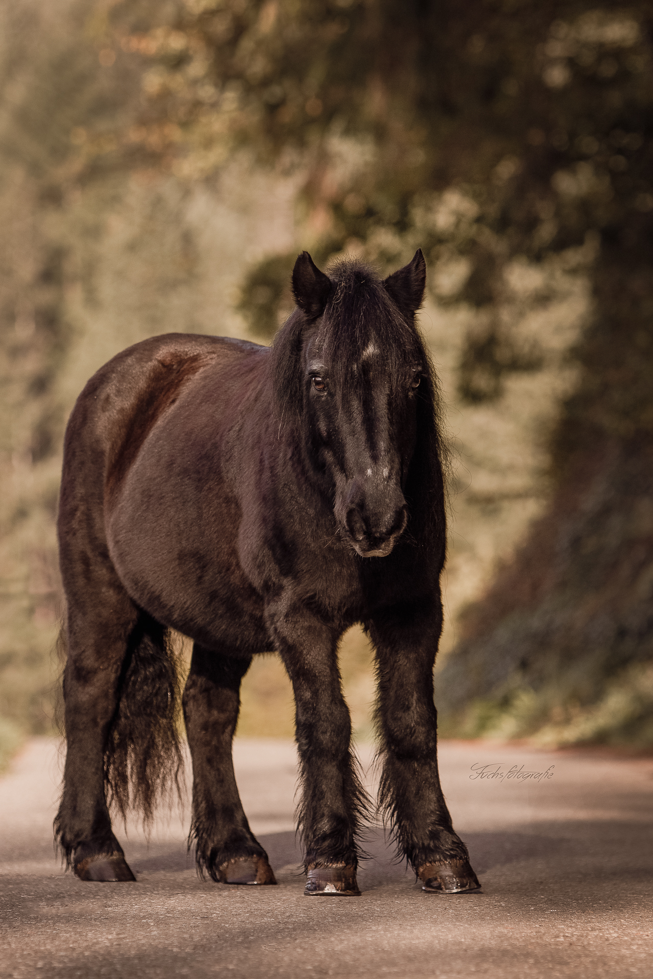 Fuchsfotografie_web_VS-11