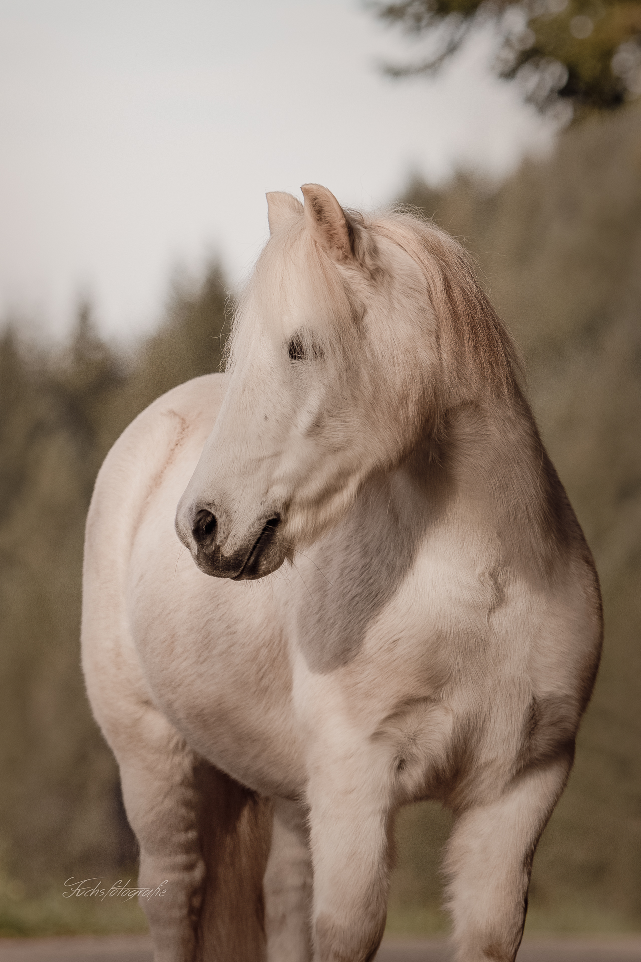 Fuchsfotografie_web_VS-19