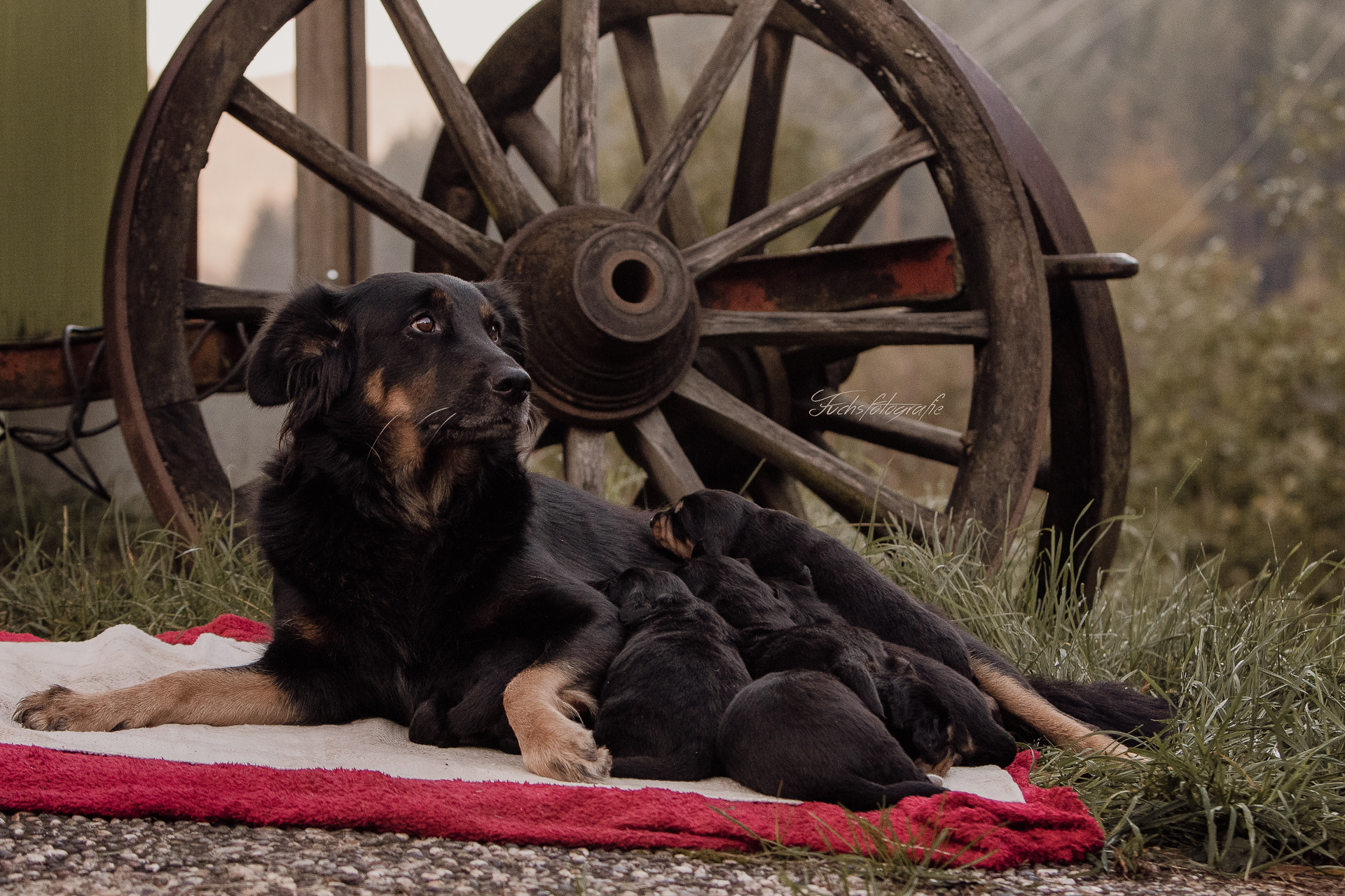 Fuchsfotografie_web_VS-2