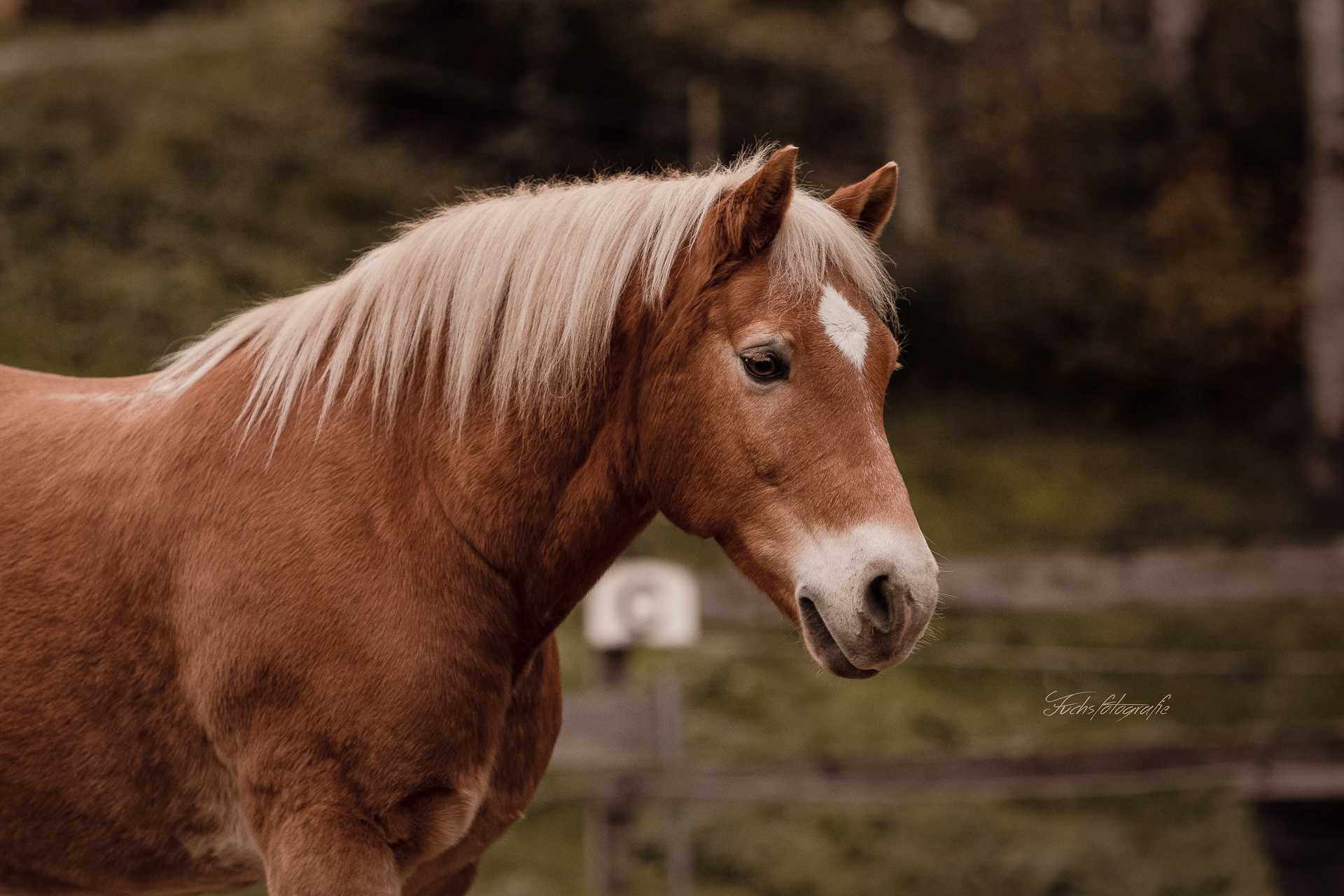 Fuchsfotografie_web_VS-97